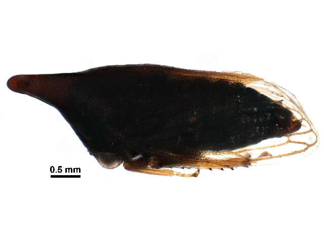 Image of Guayaquila pallescens Stål