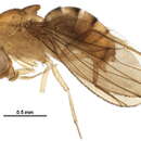 Imagem de Drosophila cuaso Bachli, Vilela & Ratcov 2000