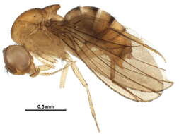 Imagem de Drosophila cuaso Bachli, Vilela & Ratcov 2000