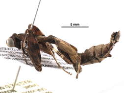 Image of Stagmomantinae