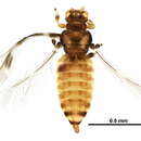 Image of Astrothrips