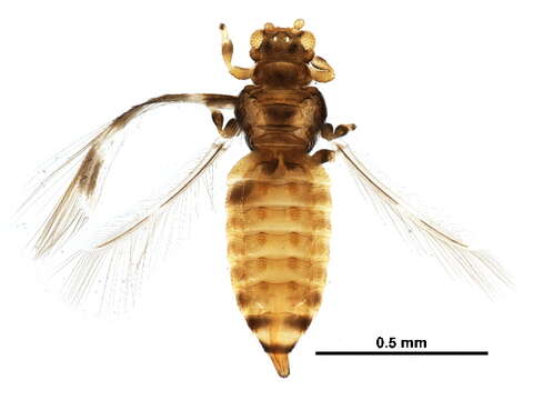 Image of Astrothrips