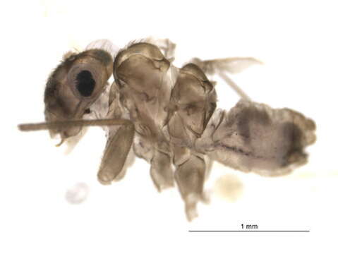 Mesopsocidae resmi