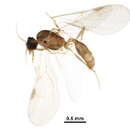 Image of <i>Pheidole harrisonfordi</i>