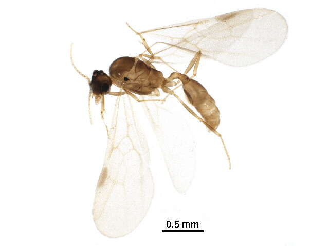 Image of <i>Pheidole harrisonfordi</i>