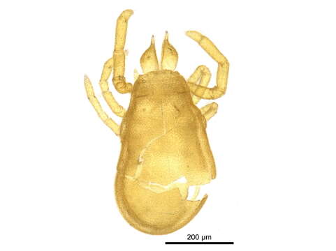 Image of Labidostommatoidea