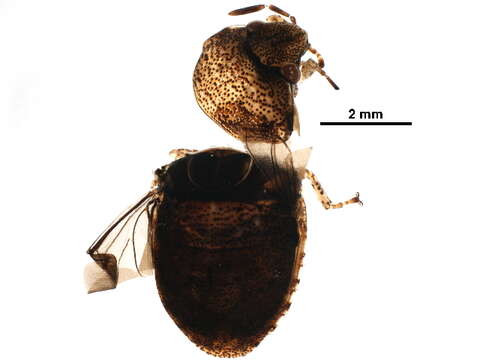 Image of shield-backed bugs