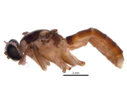 Image of xylomyid flies