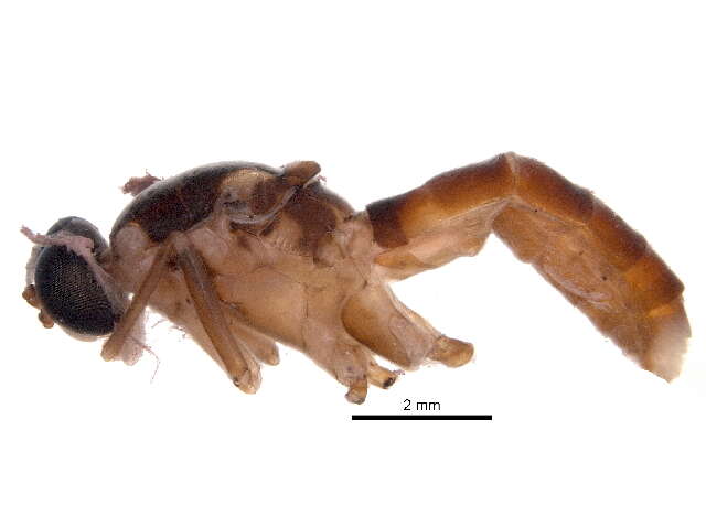Image of xylomyid flies