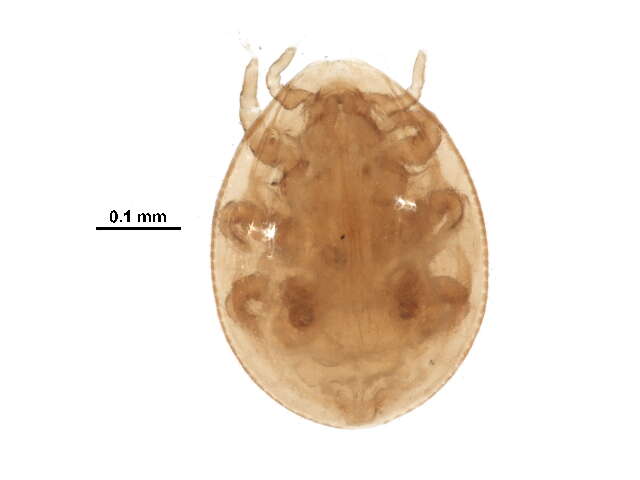 Image of tortoise mites