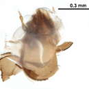 Image of Niphocepheidae Travé 1959