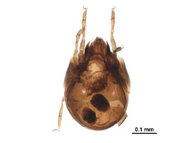 Punctoribatidae Thor 1937 resmi