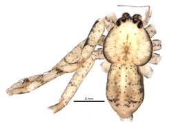 Image of wall crab spiders