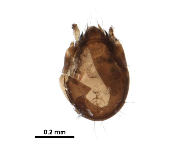 Punctoribatidae Thor 1937 resmi