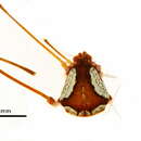 Image of Cosmetidae