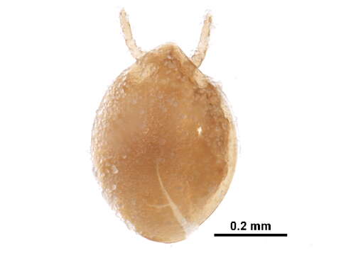 صورة Urodinychidae