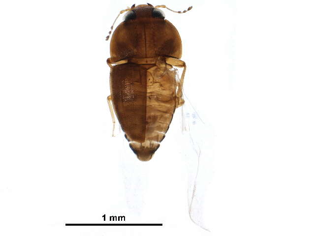 Image of Propalticidae