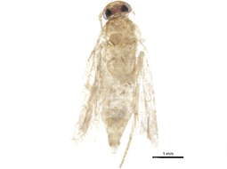 Image of Ochrodia