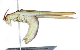 Image of Lamecosoma