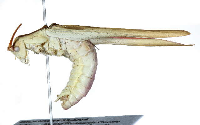 Image of Lamecosoma