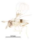Image of Trichogrammatoidea