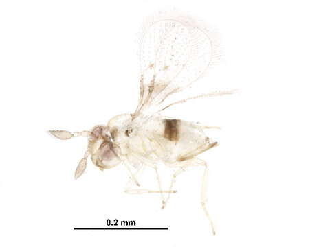 صورة Trichogrammatoidea