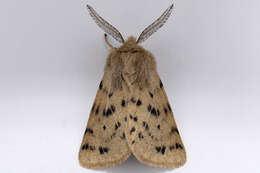 Image of Spilosoma vagans Boisduval 1852