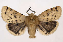 Image of Spilosoma vagans Boisduval 1852