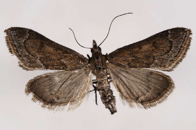 Image of Pyrausta zonalis Barnes & McDunnough 1918