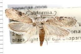 Image of Poison Hemlock Moth