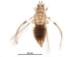 Image of Caliothrips