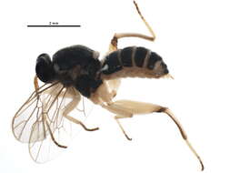 Image of xylomyid flies
