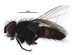 Image of Eucelatoria