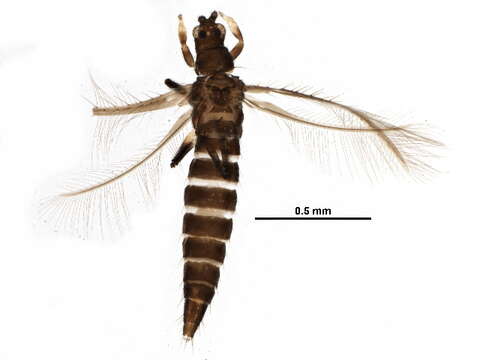 Imagem de Echinothrips