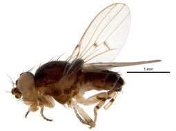 Image of odiniid flies