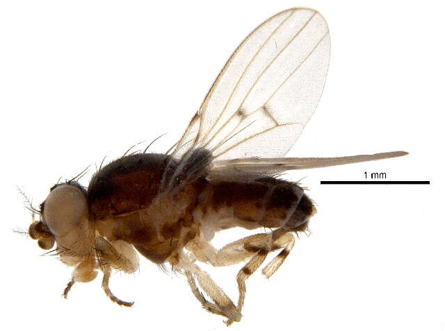 Image of odiniid flies