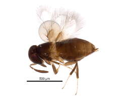 Image of Signiphoridae