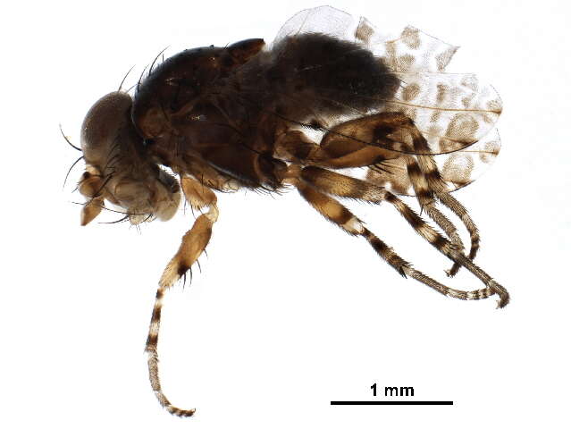 Image of odiniid flies