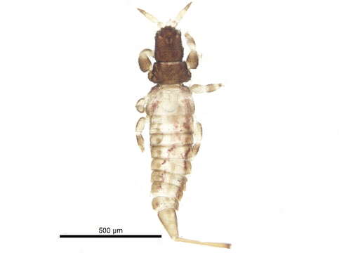 Image of Stephanothrips