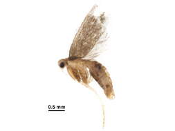 Image of Torodorinae