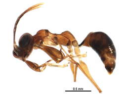 Image of Gonatopodinae