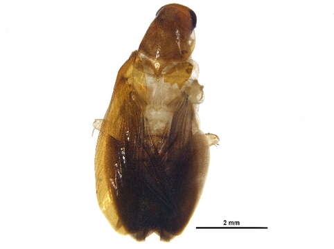 Image of typical cockroaches and termites