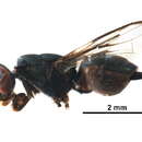Image of Plagiosternopterina