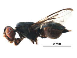 Image of Plagiosternopterina