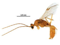 Imagem de Odontomachus laticeps Roger 1861