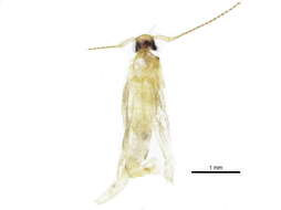 Image of Agonoxeninae