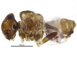 Stenopsocidae resmi