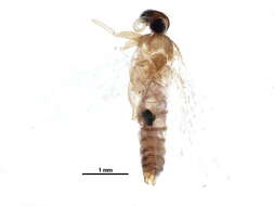 Image of Blastobasinae