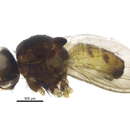 Imagem de Coenosopsia