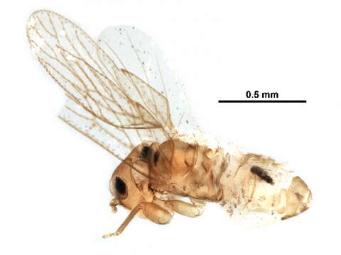 Image of Trogiomorpha